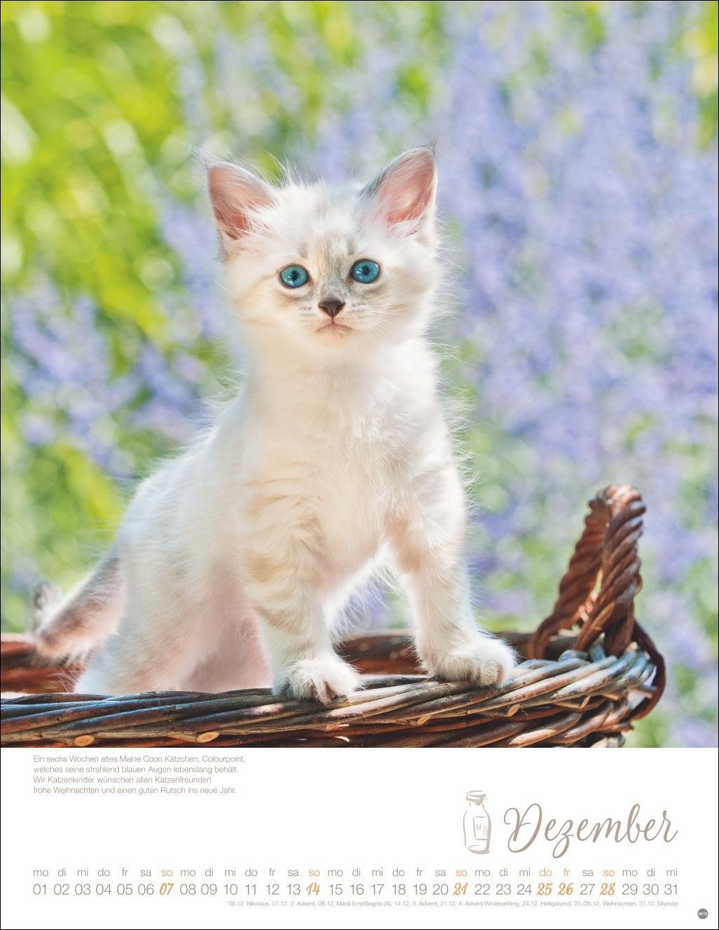 Bild: 9783756405305 | Katzenkinder Posterkalender 2025 | Kalender | Spiralbindung | 14 S.