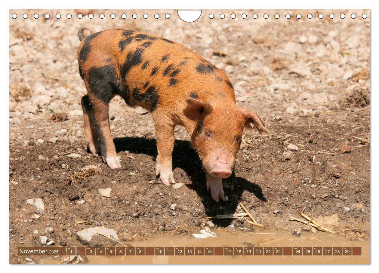 Bild: 9783435196210 | Glückliche Schweine Berkshire-Iberico Ferkel (Wandkalender 2025 DIN...