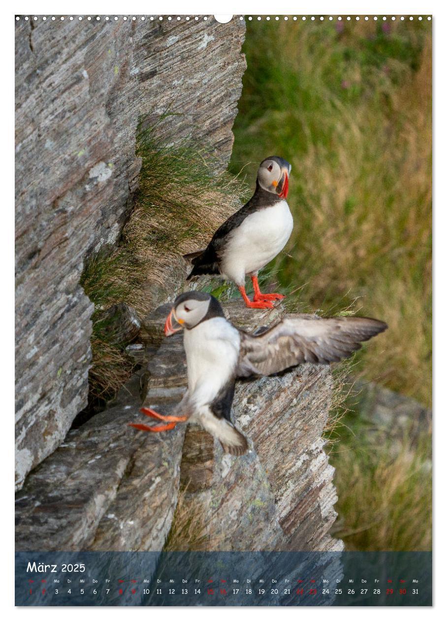 Bild: 9783435849390 | Naturerlebnis Puffin (Wandkalender 2025 DIN A2 hoch), CALVENDO...