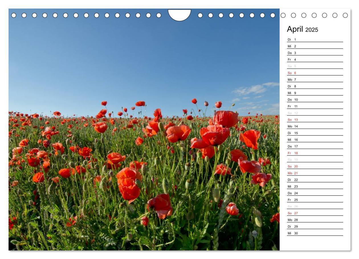 Bild: 9783435218646 | Ein Traum von Mohn (Wandkalender 2025 DIN A4 quer), CALVENDO...