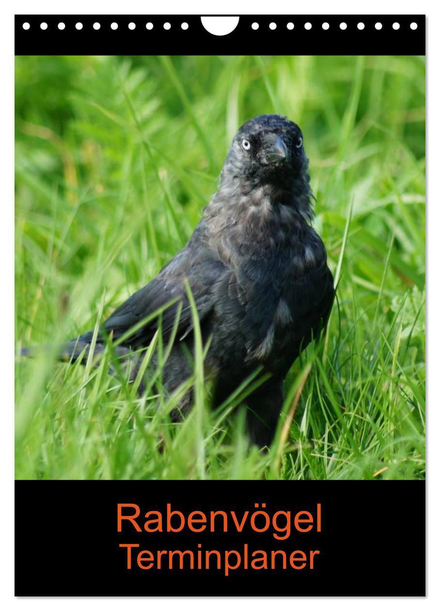 Cover: 9783383300233 | Rabenvögel Terminplaner (Wandkalender 2024 DIN A4 hoch), CALVENDO...
