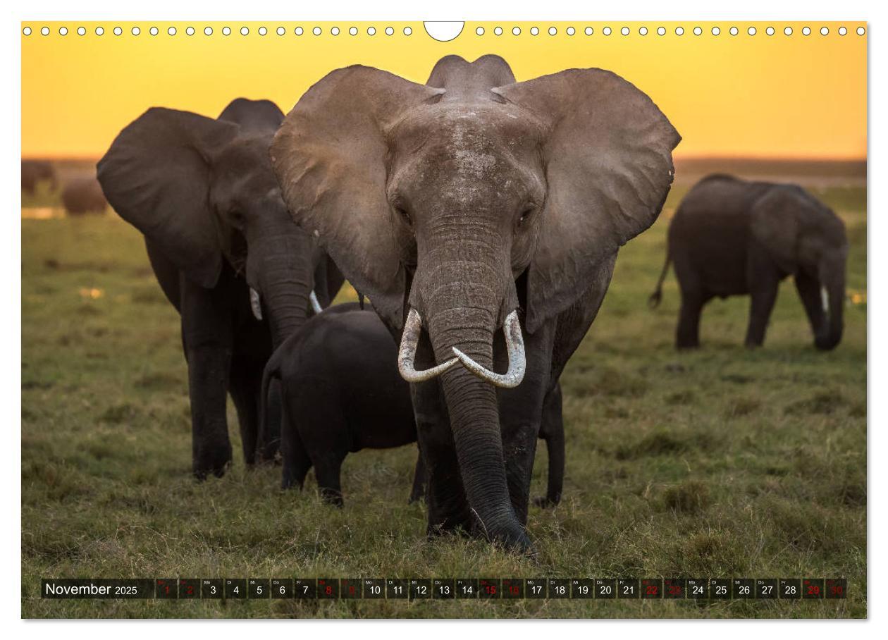 Bild: 9783435346417 | Auf Safari in Kenia 2025 (Wandkalender 2025 DIN A3 quer), CALVENDO...