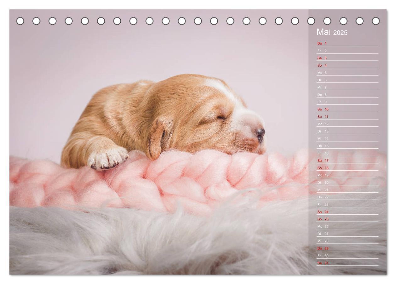 Bild: 9783435328925 | Englische Cocker Spaniel Welpen (Tischkalender 2025 DIN A5 quer),...