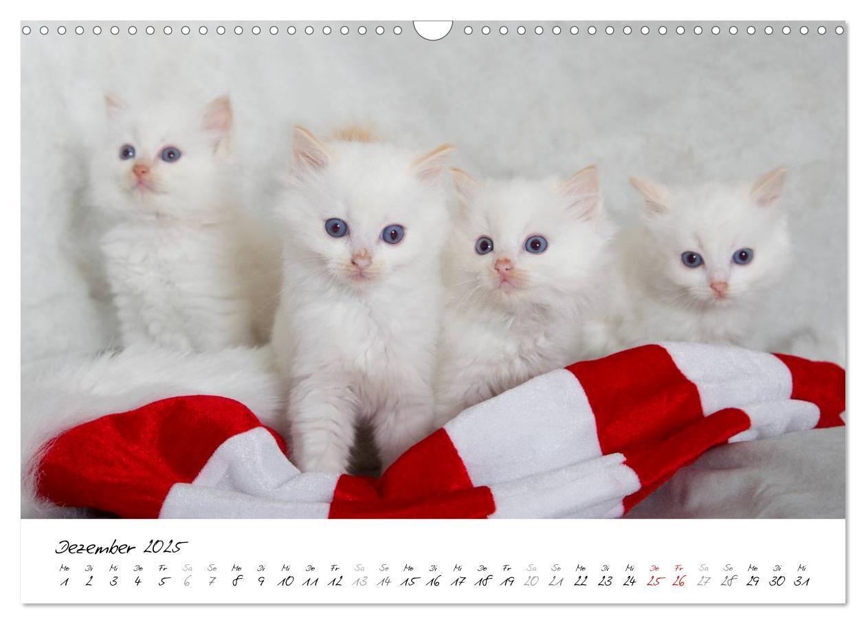 Bild: 9783435756094 | Ragdoll Kitten (Wandkalender 2025 DIN A3 quer), CALVENDO...