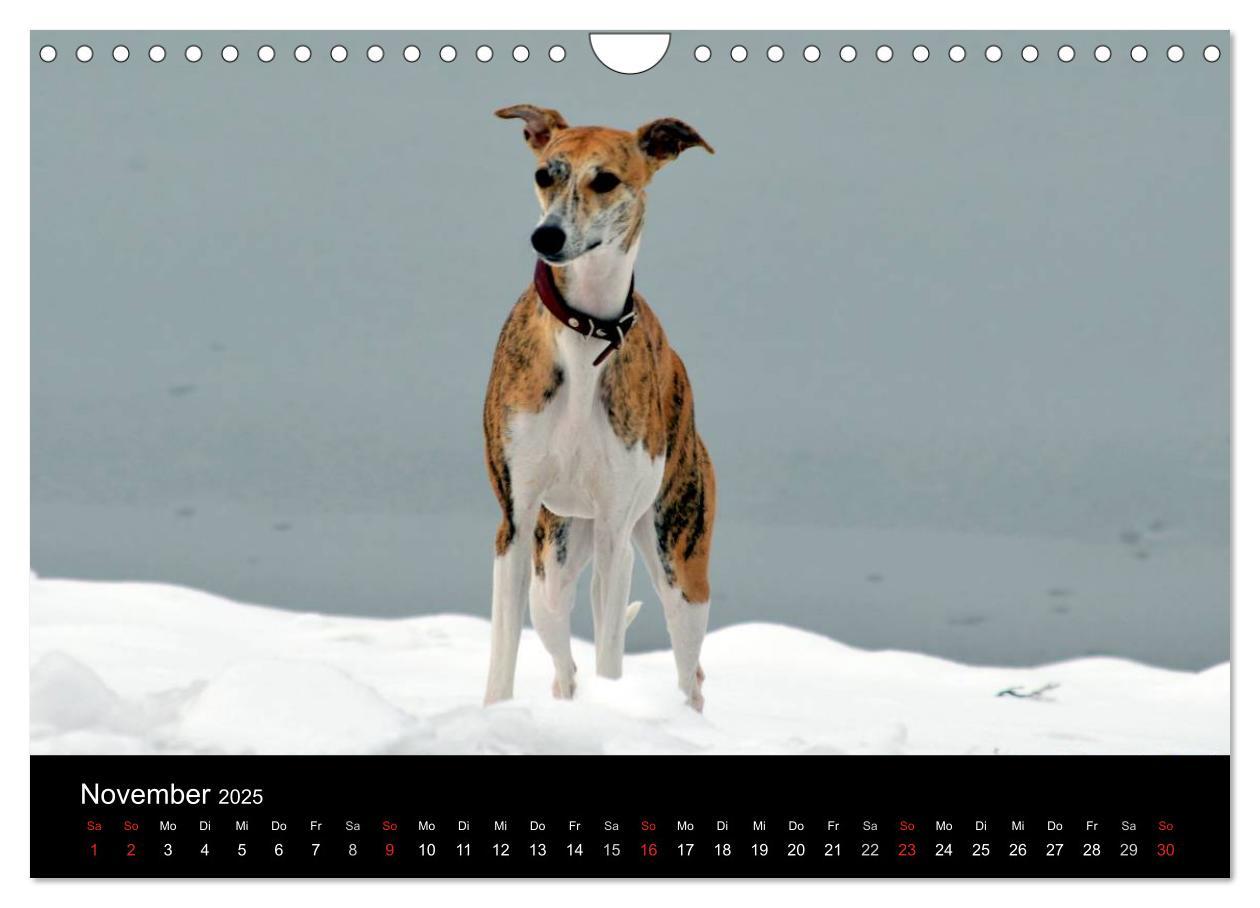 Bild: 9783435651290 | Whippet 2025 (Wandkalender 2025 DIN A4 quer), CALVENDO Monatskalender