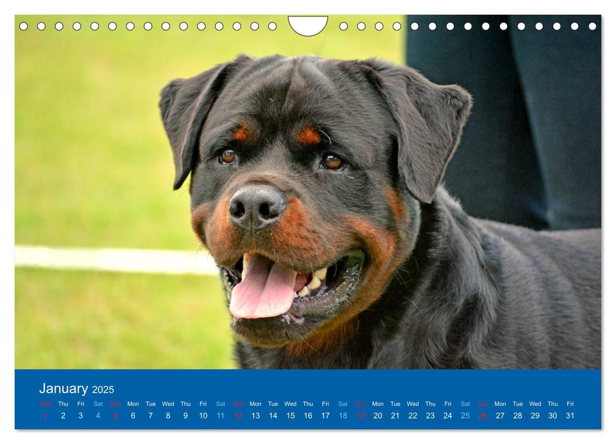 Bild: 9781325956425 | Rottweiler Portait Shots 2025 (Wall Calendar 2025 DIN A4...