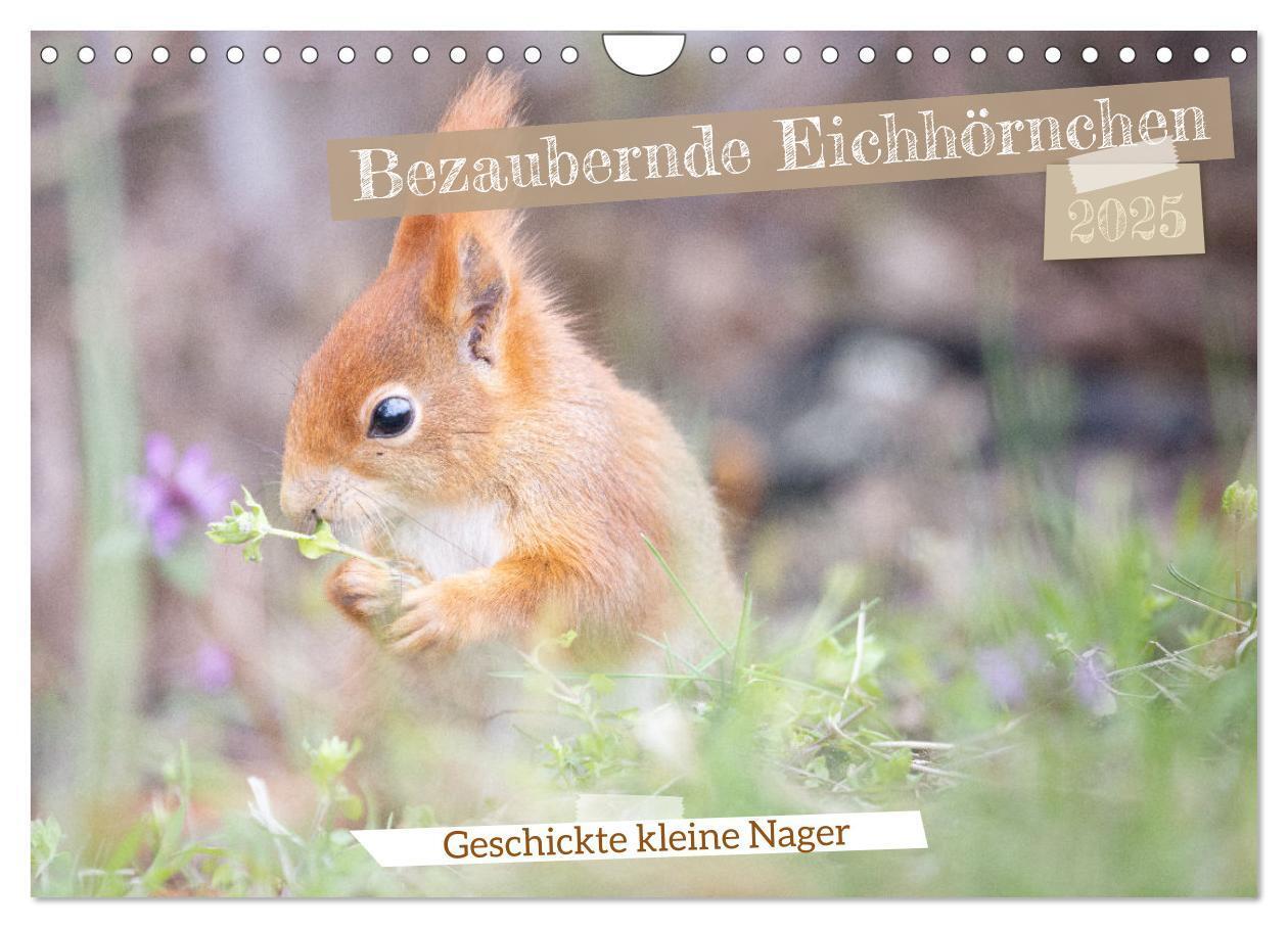 Cover: 9783457177471 | Bezaubernde Eichhörnchen (Wandkalender 2025 DIN A4 quer), CALVENDO...