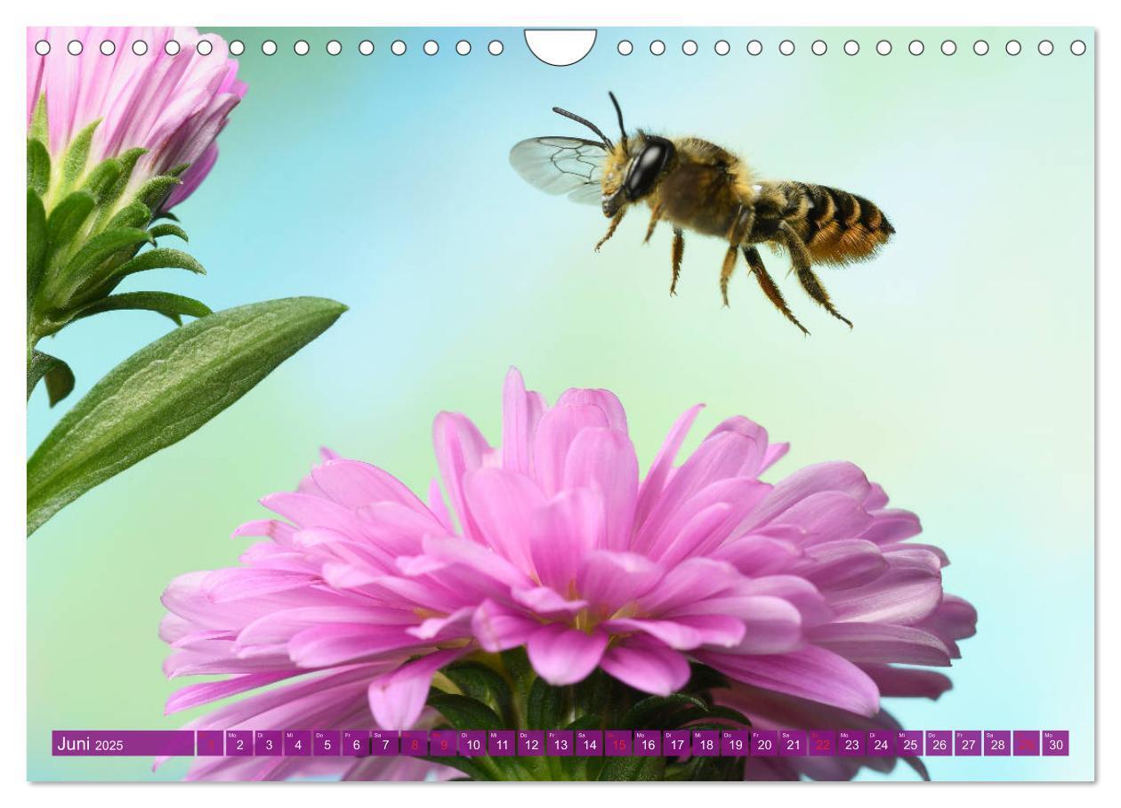 Bild: 9783435220946 | Sechs Beine in der Luft - Wildbienen im Flug (Wandkalender 2025 DIN...