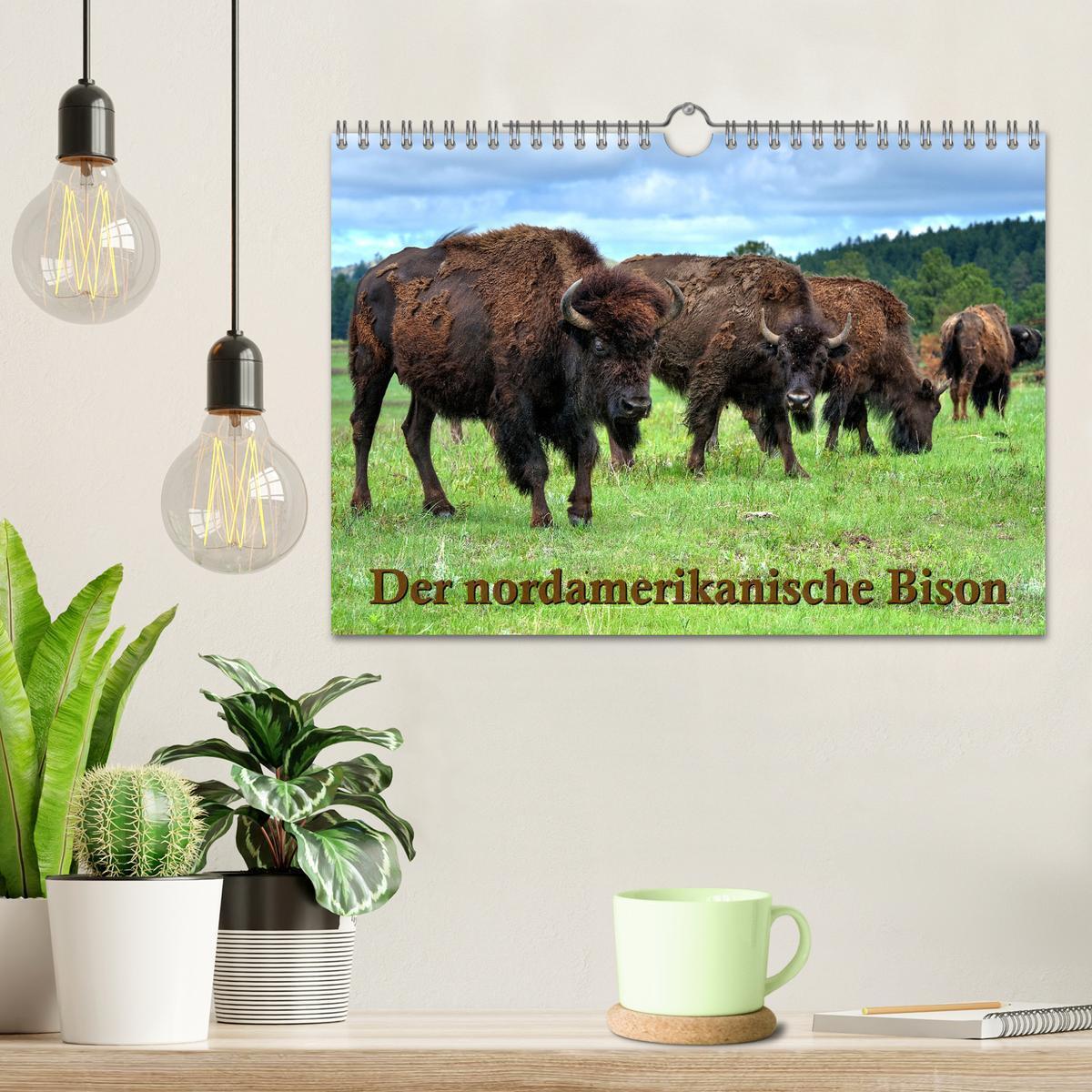 Bild: 9783435537174 | Der nordamerikanische Bison (Wandkalender 2025 DIN A4 quer),...