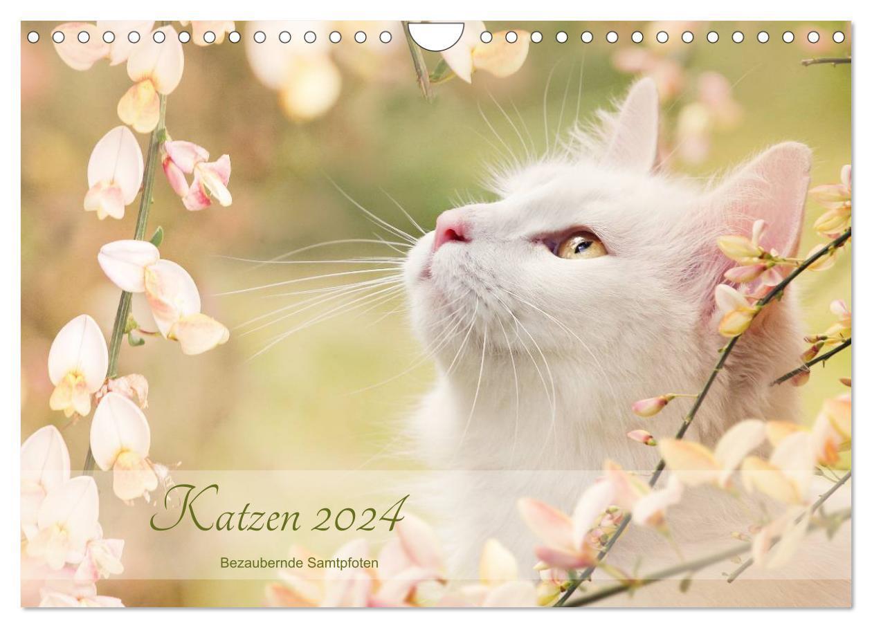 Cover: 9783675893016 | Katzen 2024 Bezaubernde Samtpfoten (Wandkalender 2024 DIN A4 quer),...