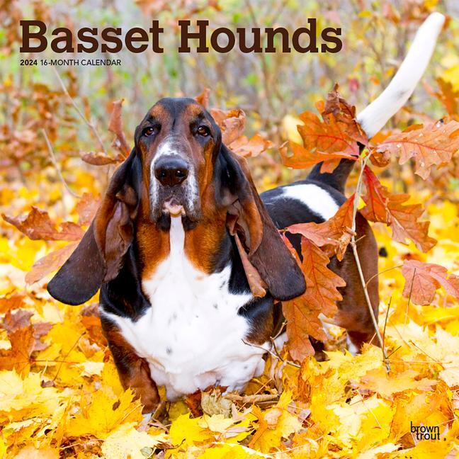 Cover: 9781975457839 | Basset Hounds 2024 Square | Browntrout | Kalender | Englisch | 2024
