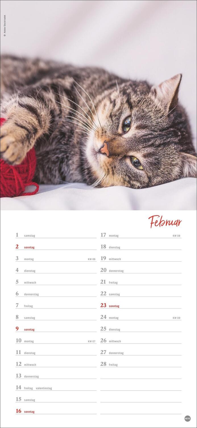 Bild: 9783756406159 | Katzen slim - Auf sanften Pfoten Kalender 2025 | Heye | Kalender