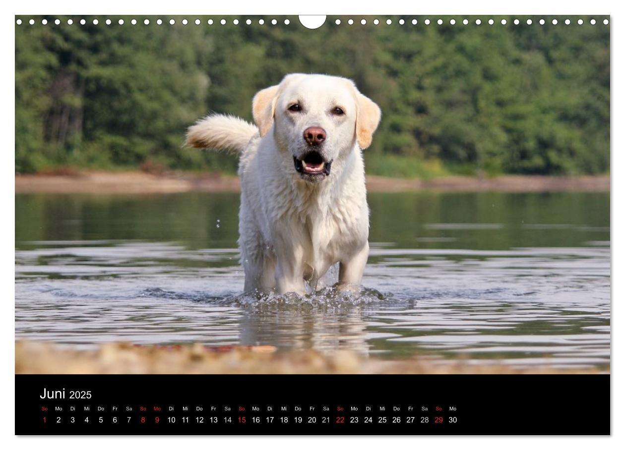 Bild: 9783435756575 | Labrador Retriever 2025 (Wandkalender 2025 DIN A3 quer), CALVENDO...