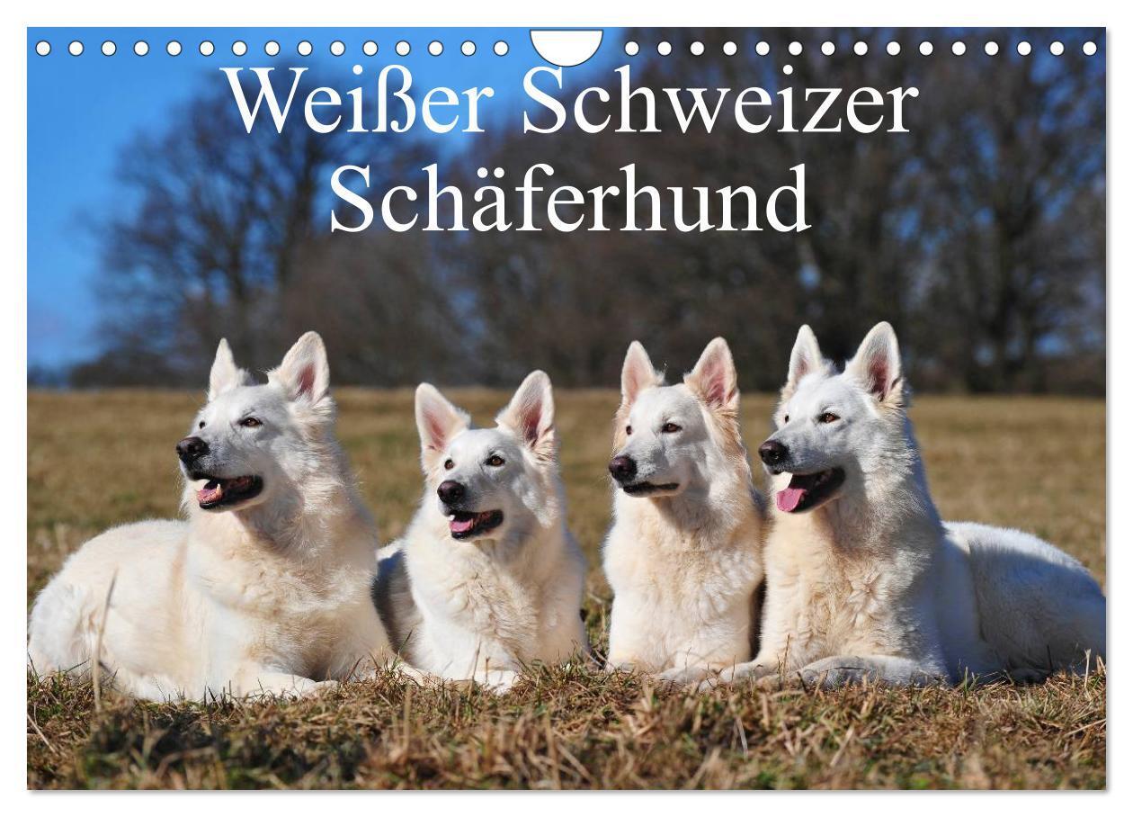 Cover: 9783435765928 | Weißer Schweizer Schäferhund (Wandkalender 2025 DIN A4 quer),...