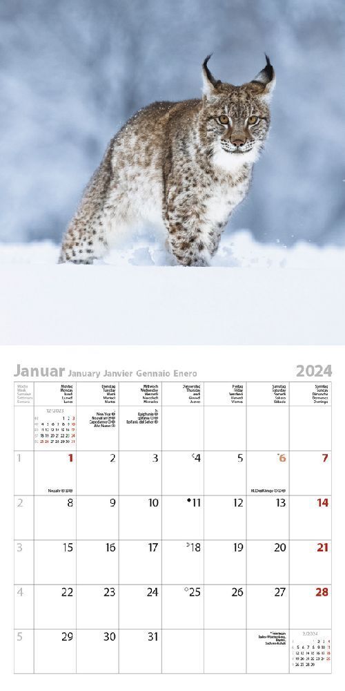 Bild: 9783731869221 | Big Cats 2024 | Korsch Verlag | Kalender | Englisch Broschur | 13 S.