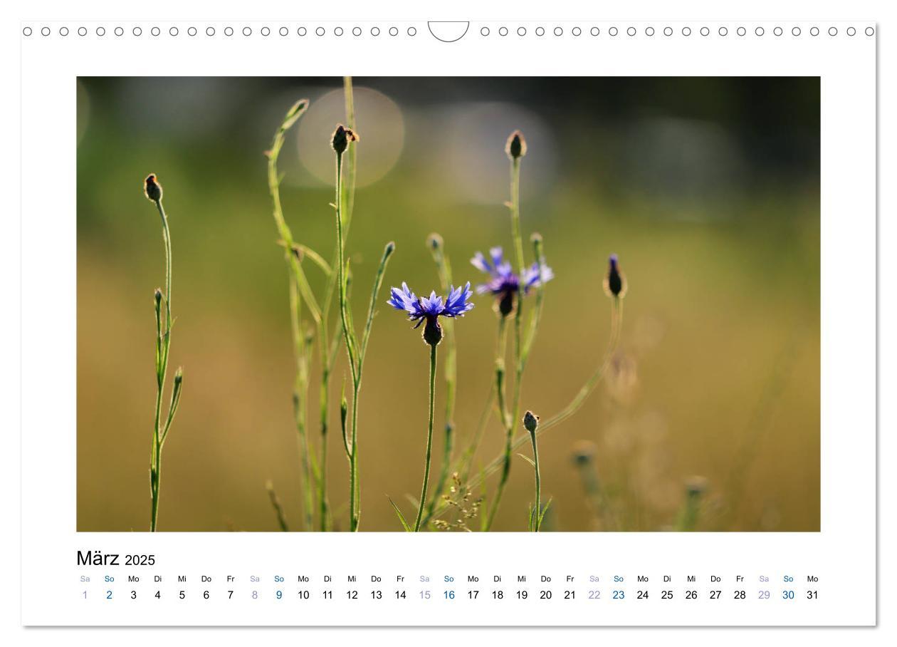 Bild: 9783435398225 | Kornblumen - Blaue Schönheiten (Wandkalender 2025 DIN A3 quer),...