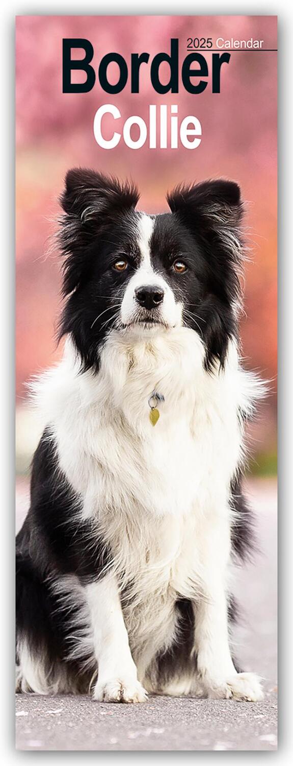 Cover: 9781804604984 | Border Collies 2025 | Avonside Publishing Ltd | Kalender | 14 S.