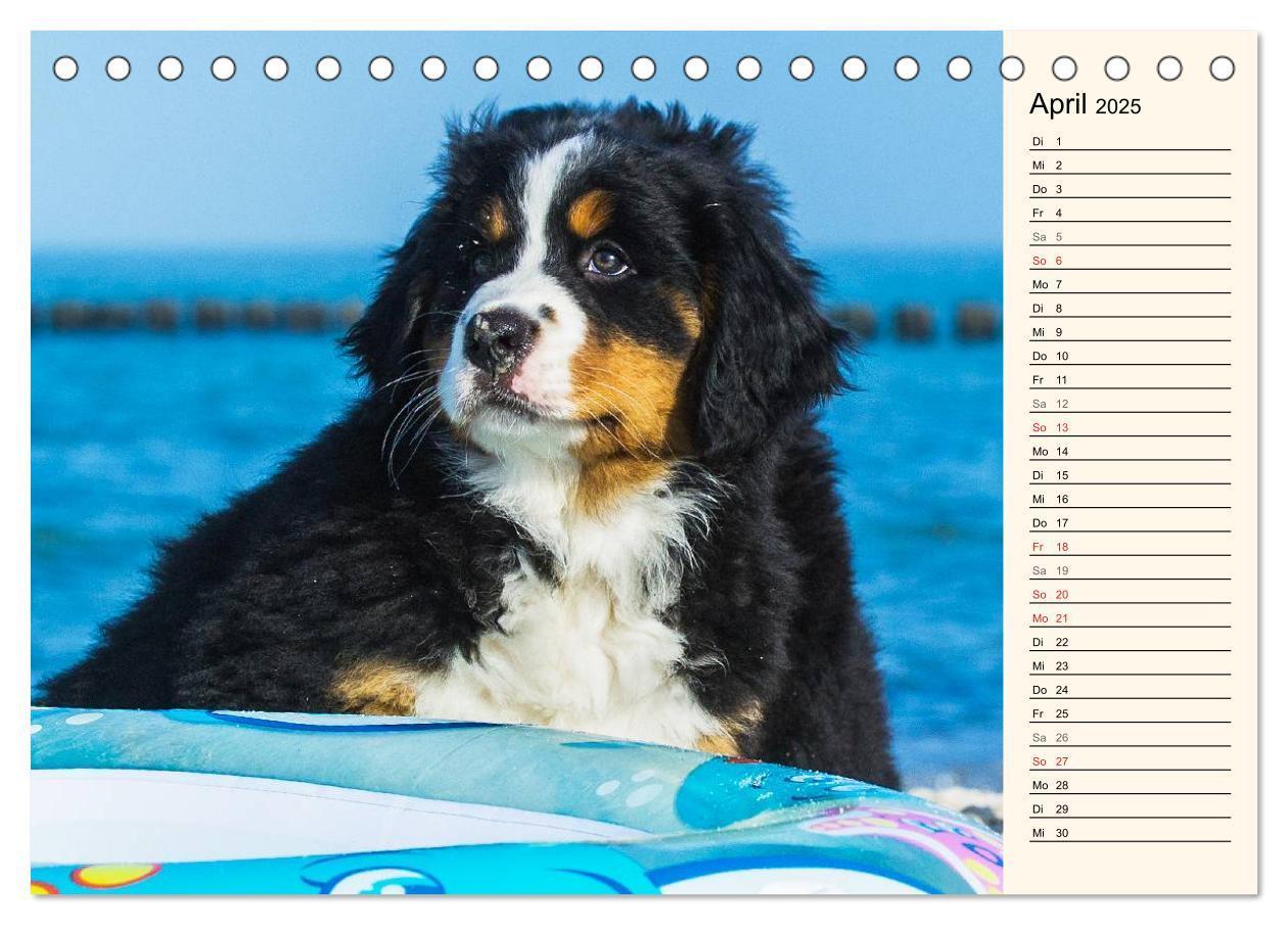 Bild: 9783435476923 | Seebärchen entdecken die Welt - Berner Sennenhunde (Tischkalender...