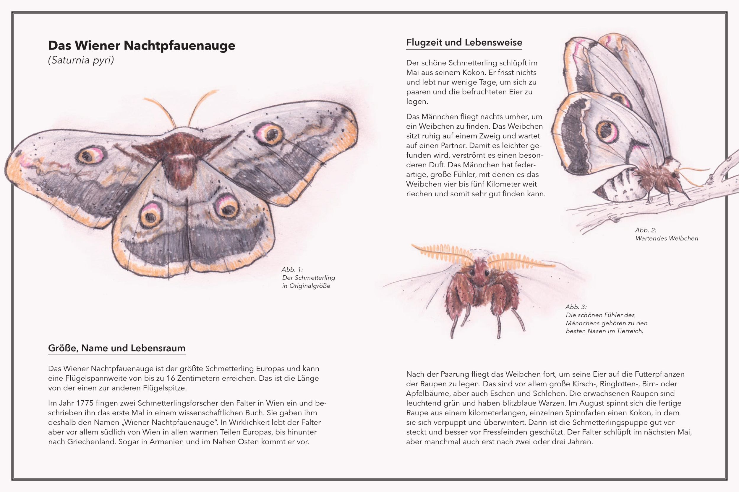 Bild: 9783903300453 | Tim, der Schmetterlingsforscher | Marion Jaros | Buch | 89 S. | 2022