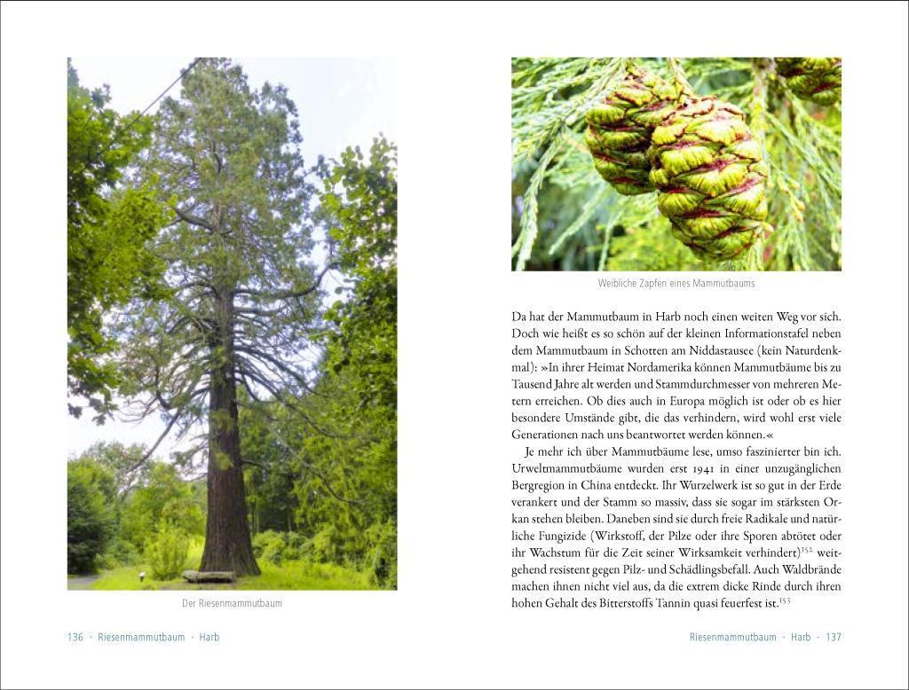 Bild: 9783957990587 | 50 sagenhafte Naturdenkmale in Hessen | Martina D'Ascola | Taschenbuch
