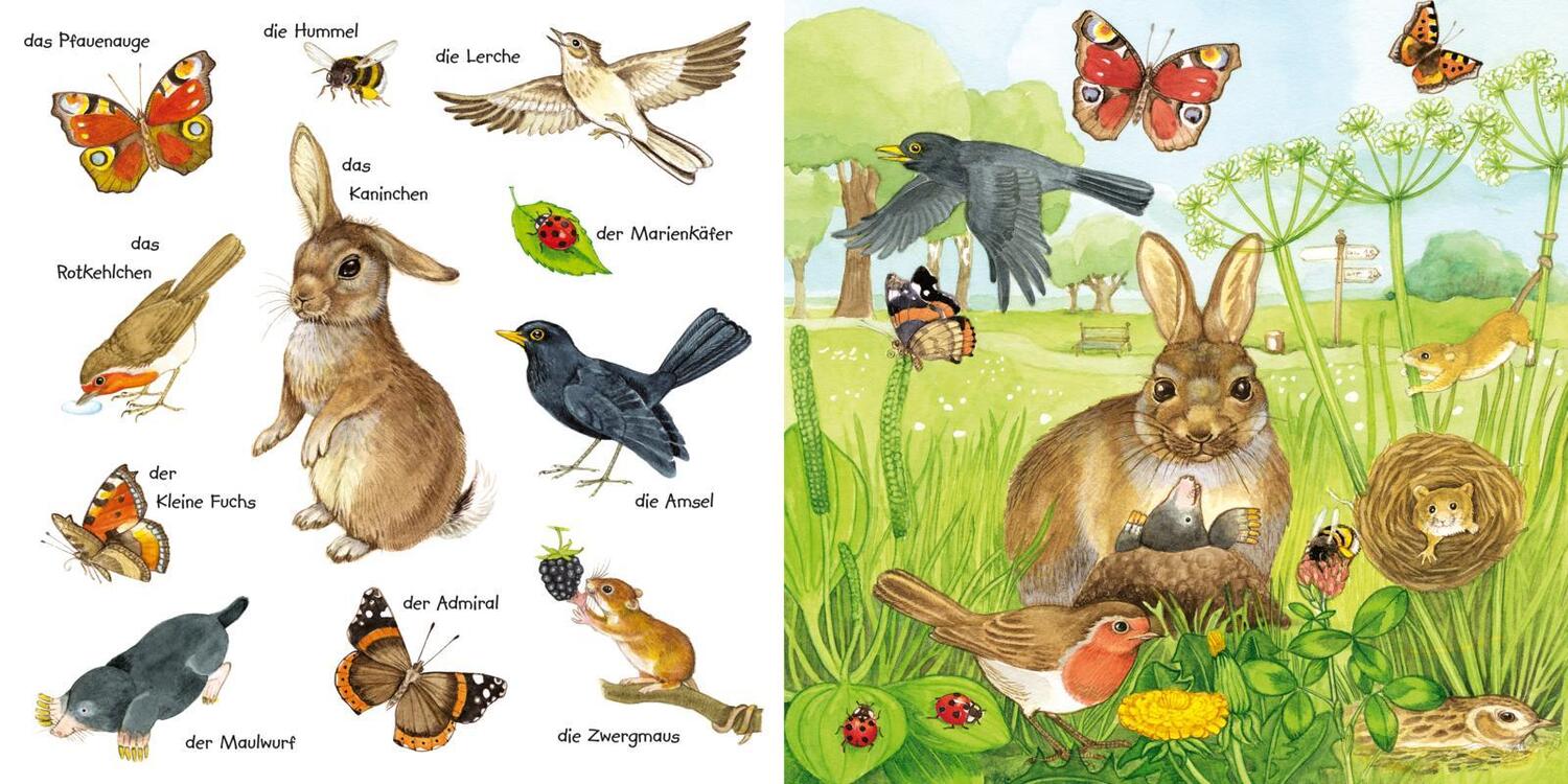 Bild: 9783551173256 | Mein kleines buntes Bildwörterbuch: Tiere im Park und im Garten | Buch