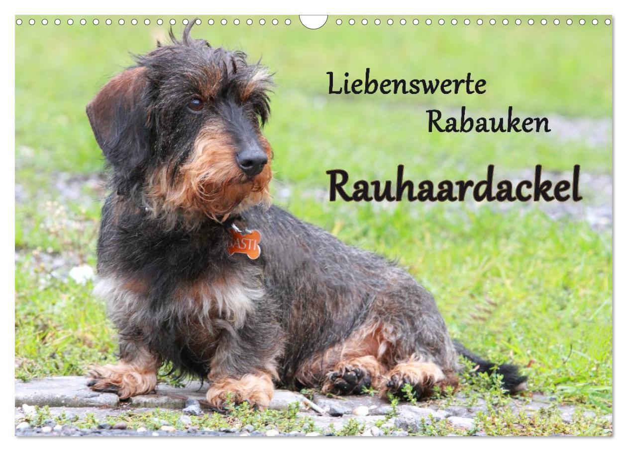 Cover: 9783675588479 | Liebenswerte Rabauken Rauhaardackel / CH-Version (Wandkalender 2024...