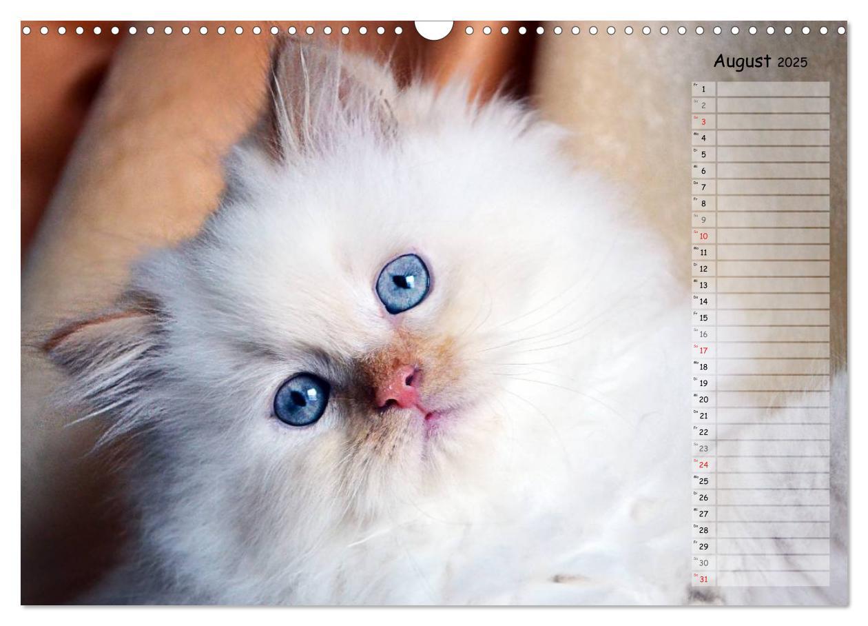 Bild: 9783435733859 | Katzen im Porträt / Geburtstagskalender (Wandkalender 2025 DIN A3...