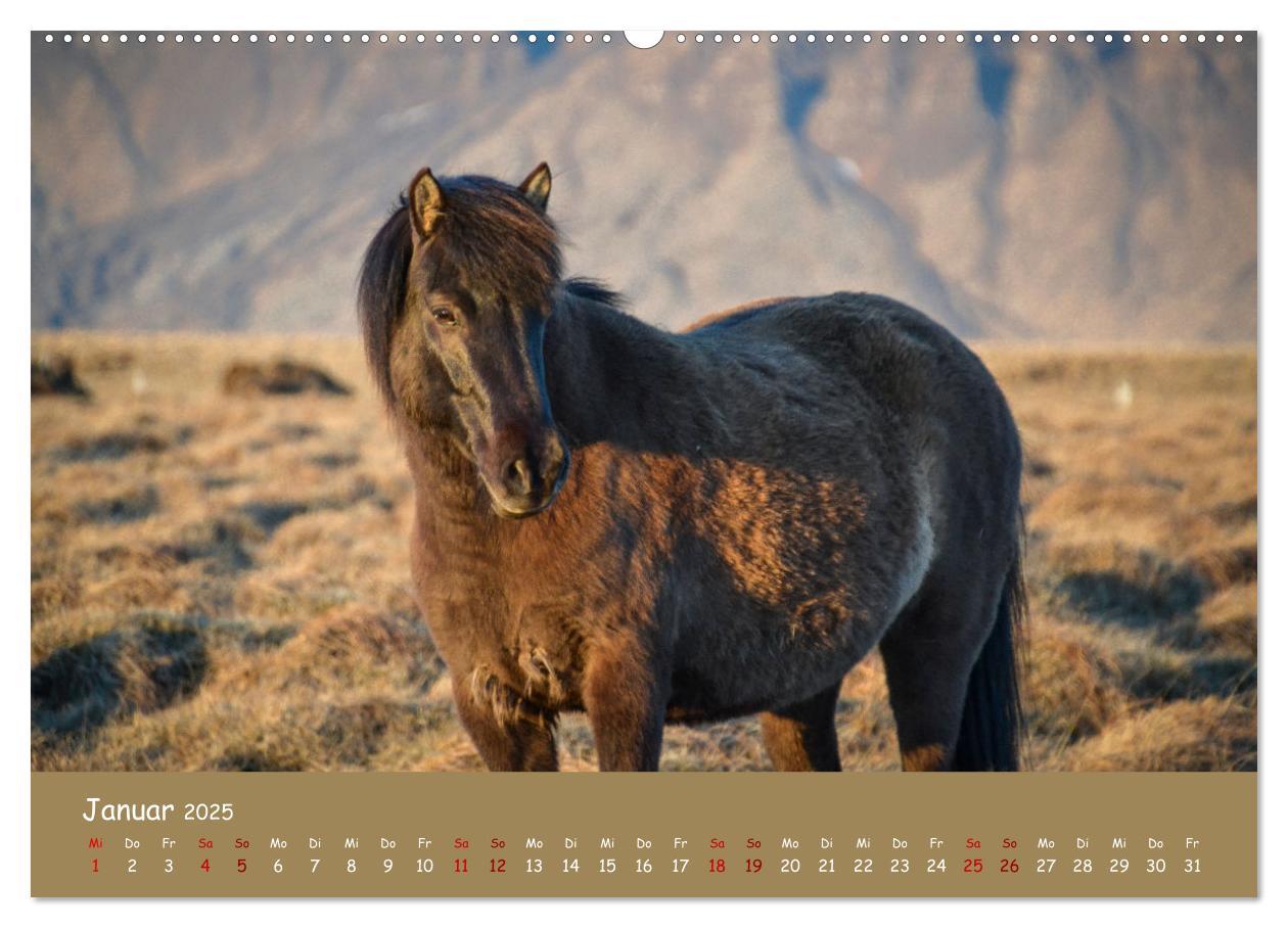 Bild: 9783435071364 | Das Islandpferd (Wandkalender 2025 DIN A2 quer), CALVENDO...