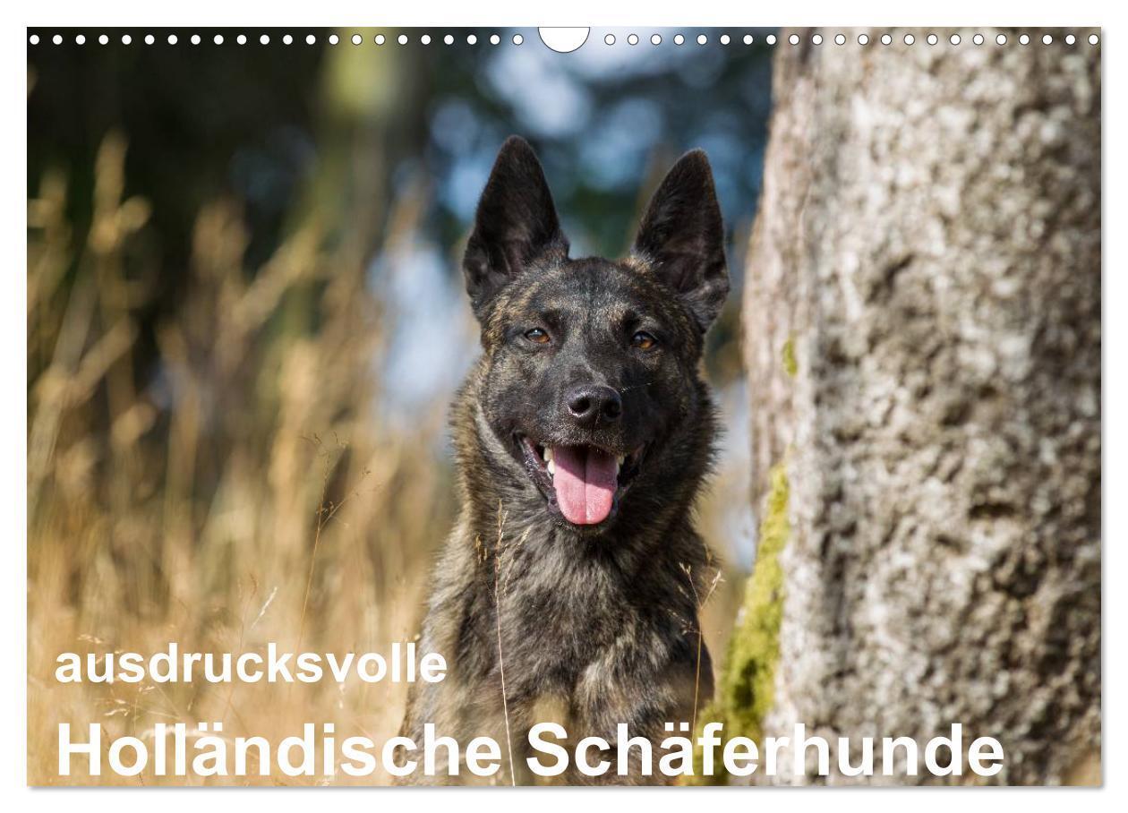 Cover: 9783383375842 | ausdrucksvolle Holländische Schäferhunde (Wandkalender 2024 DIN A3...