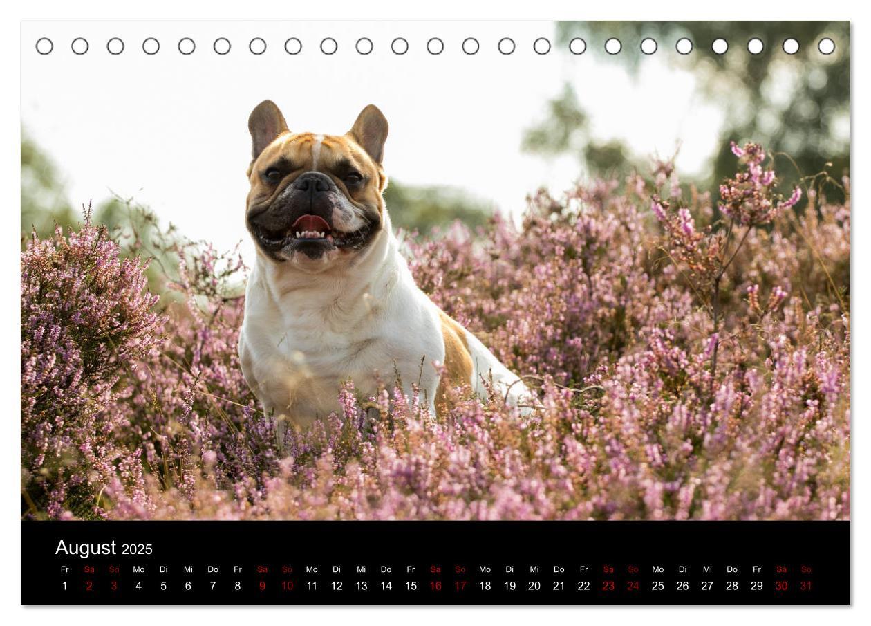 Bild: 9783435370573 | Französische Bulldoggen - Schutzengel auf 4 Pfoten (Tischkalender...