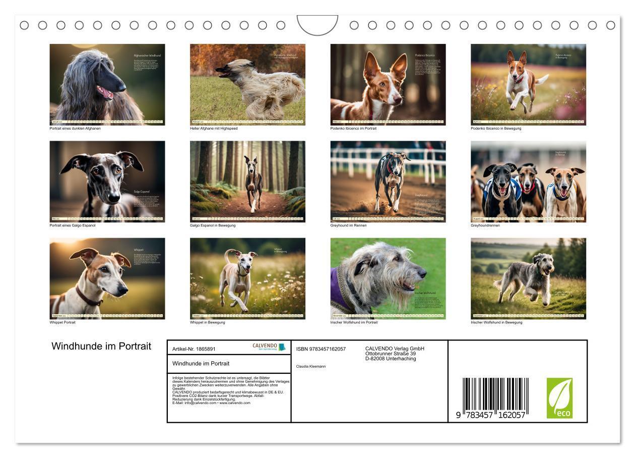 Bild: 9783457162057 | Windhunde im Portrait (Wandkalender 2025 DIN A4 quer), CALVENDO...