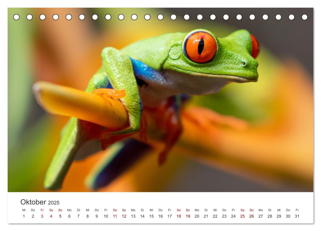 Bild: 9783435000395 | Frösche - Die wunderschöne Welt der bunten Hüpfer. (Tischkalender...