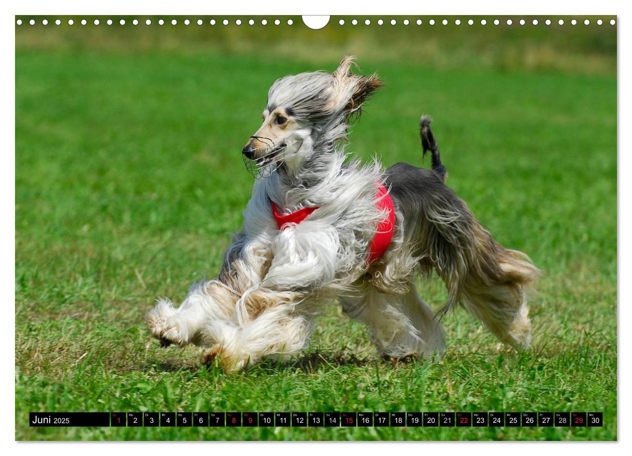 Bild: 9783435569502 | Kinder des Windes - Afghanischer Windhund (Wandkalender 2025 DIN A3...