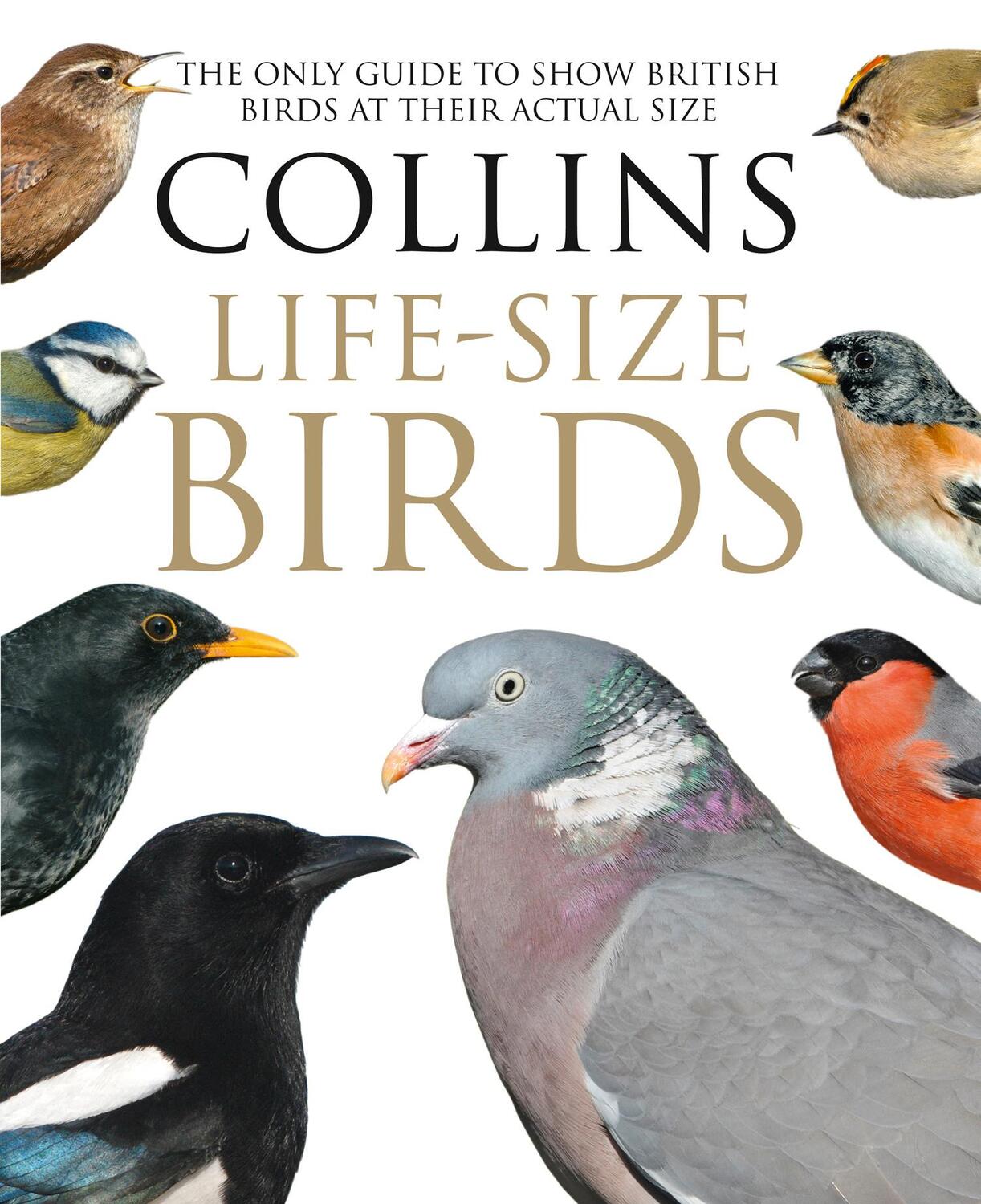 Cover: 9780008181116 | Collins Life-Size Birds | Paul Sterry (u. a.) | Buch | Gebunden | 2016