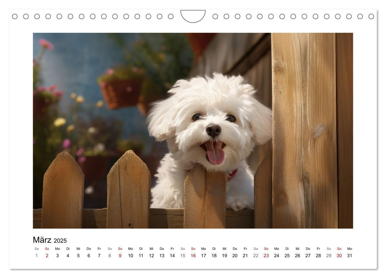 Bild: 9783383837968 | Bichon frisé, weiße Hündchen mit lockigem Haar (Wandkalender 2025...