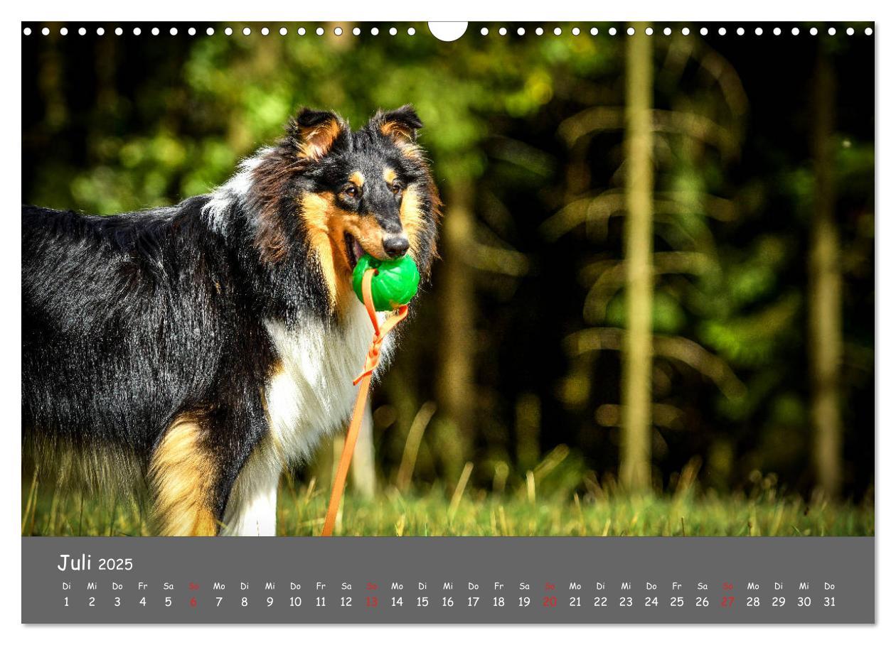 Bild: 9783435314089 | Einmal Collie - immer Collie (Wandkalender 2025 DIN A3 quer),...