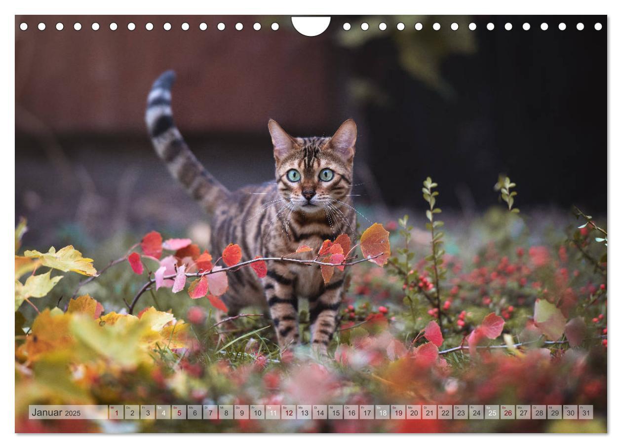 Bild: 9783435178889 | Wildes Wohnzimmer - Die Bengalkatze (Wandkalender 2025 DIN A4...