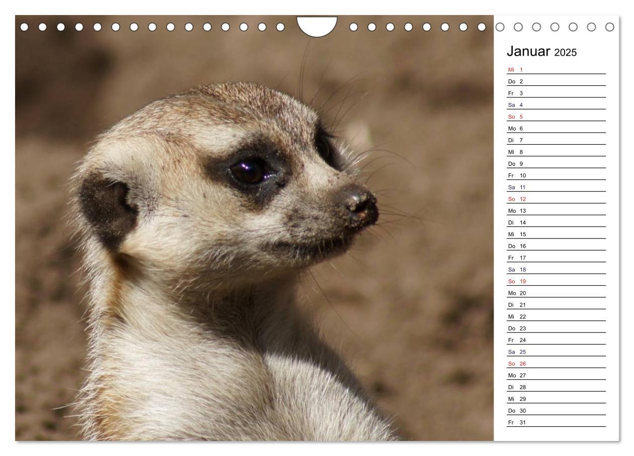 Bild: 9783435816941 | Faszinierende Tierportraits (Wandkalender 2025 DIN A4 quer),...