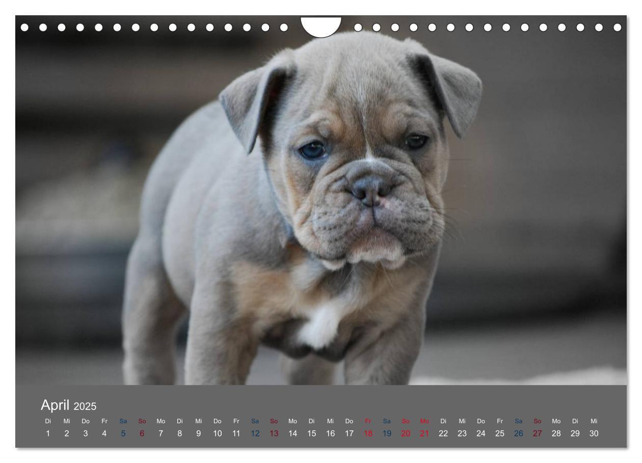 Bild: 9783435761524 | Bulldoggen-Zwerge (Wandkalender 2025 DIN A4 quer), CALVENDO...