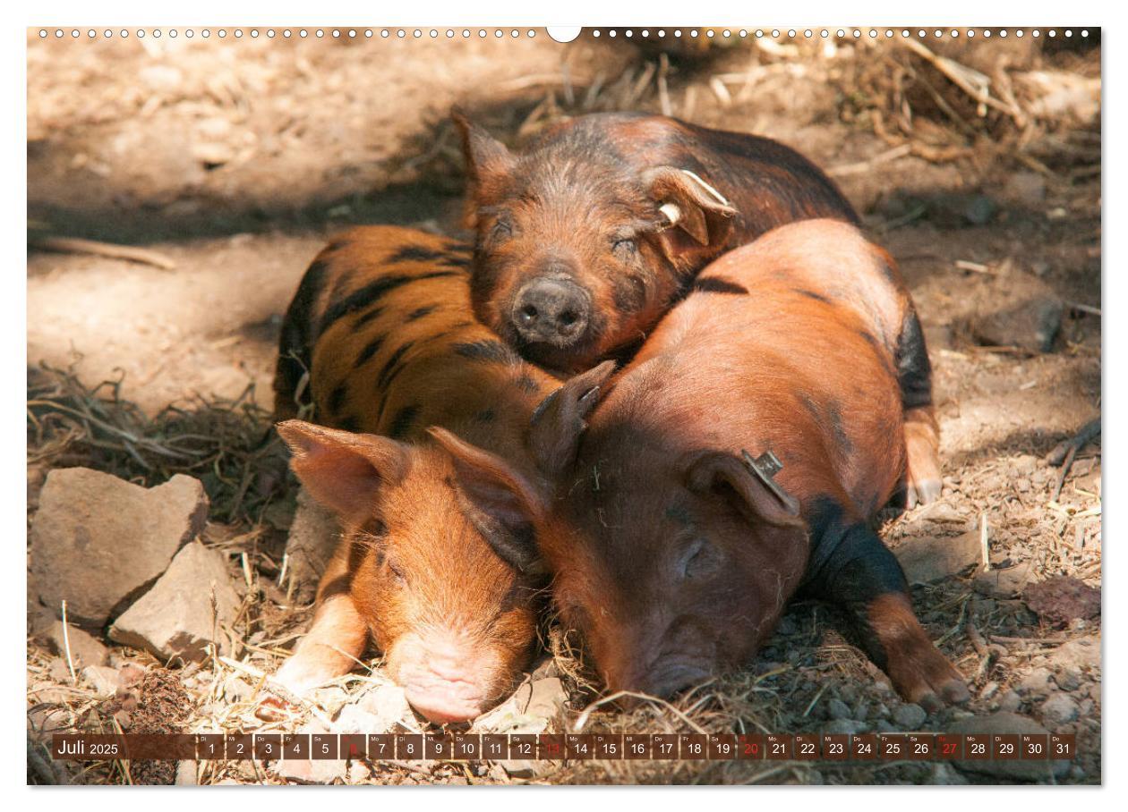 Bild: 9783435195473 | Glückliche Schweine Berkshire-Iberico Ferkel (Wandkalender 2025 DIN...