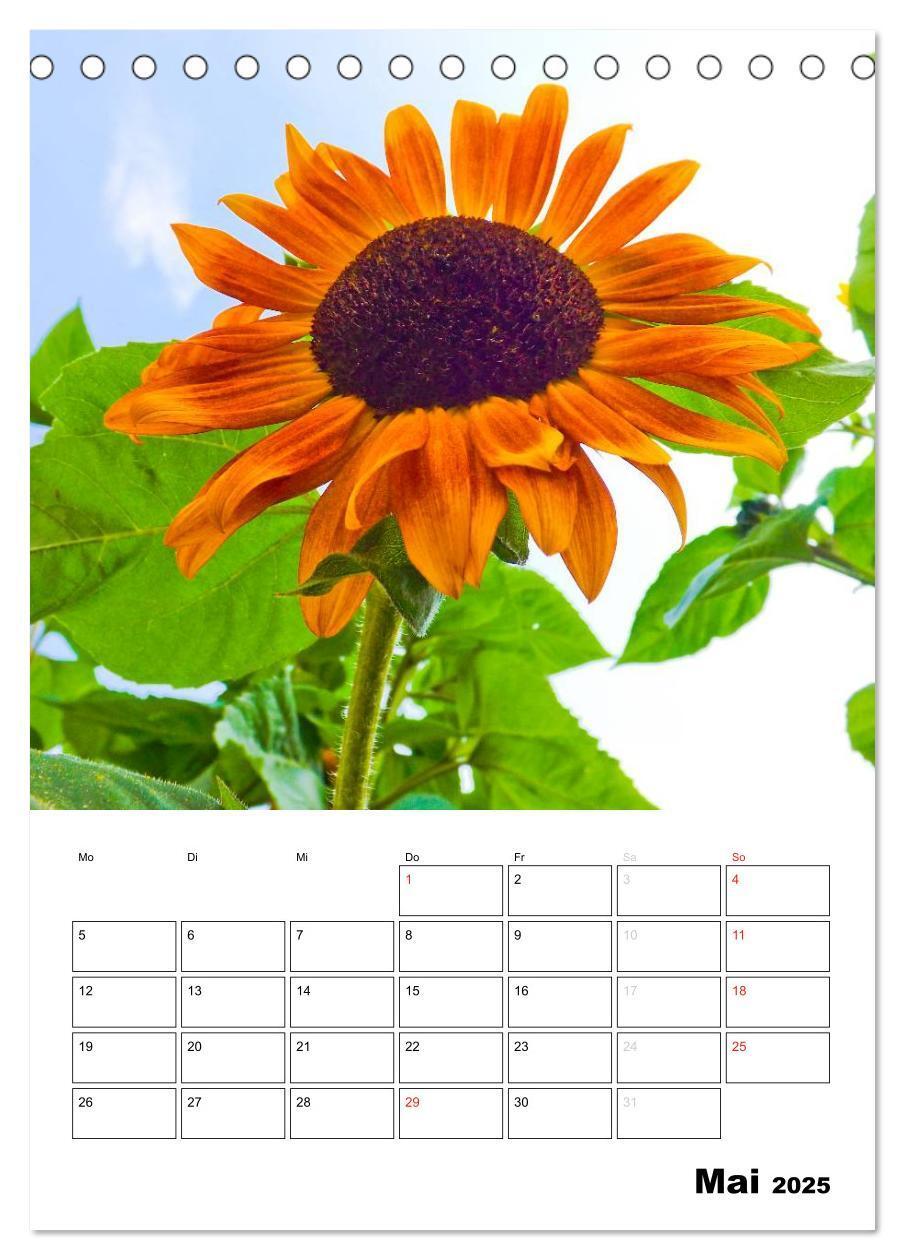 Bild: 9783435996476 | Strahlende Sonnenblumen (Tischkalender 2025 DIN A5 hoch), CALVENDO...