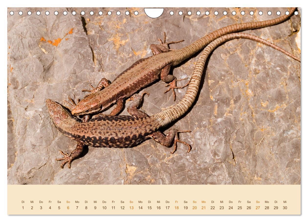 Bild: 9783435099375 | Eidechsen Europas (Wandkalender 2025 DIN A4 quer), CALVENDO...