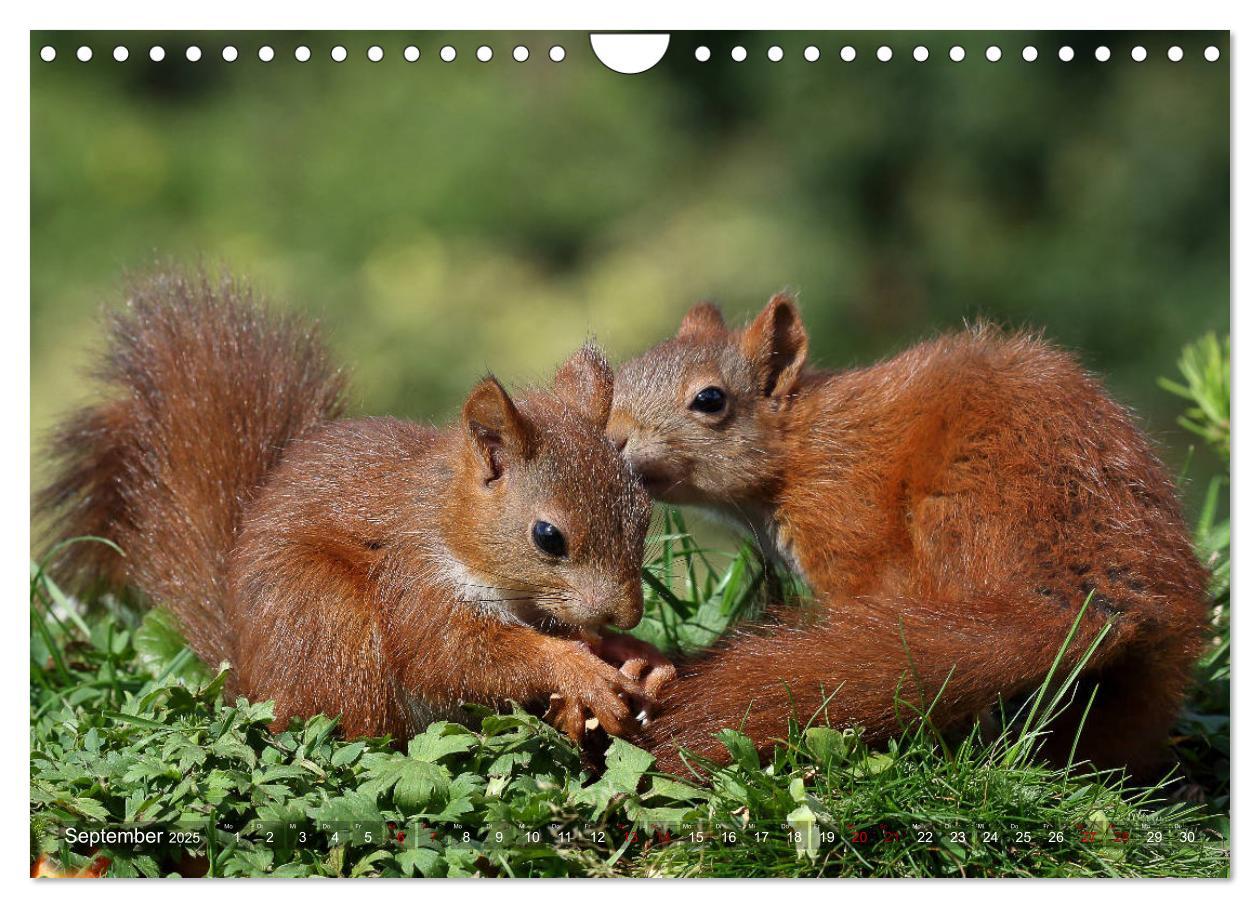 Bild: 9783435345854 | Eichhörnchen Luna und ihre Kinder (Wandkalender 2025 DIN A4 quer),...