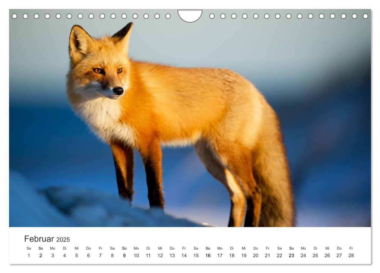 Bild: 9783435068890 | Flinke Füchse (Wandkalender 2025 DIN A4 quer), CALVENDO Monatskalender