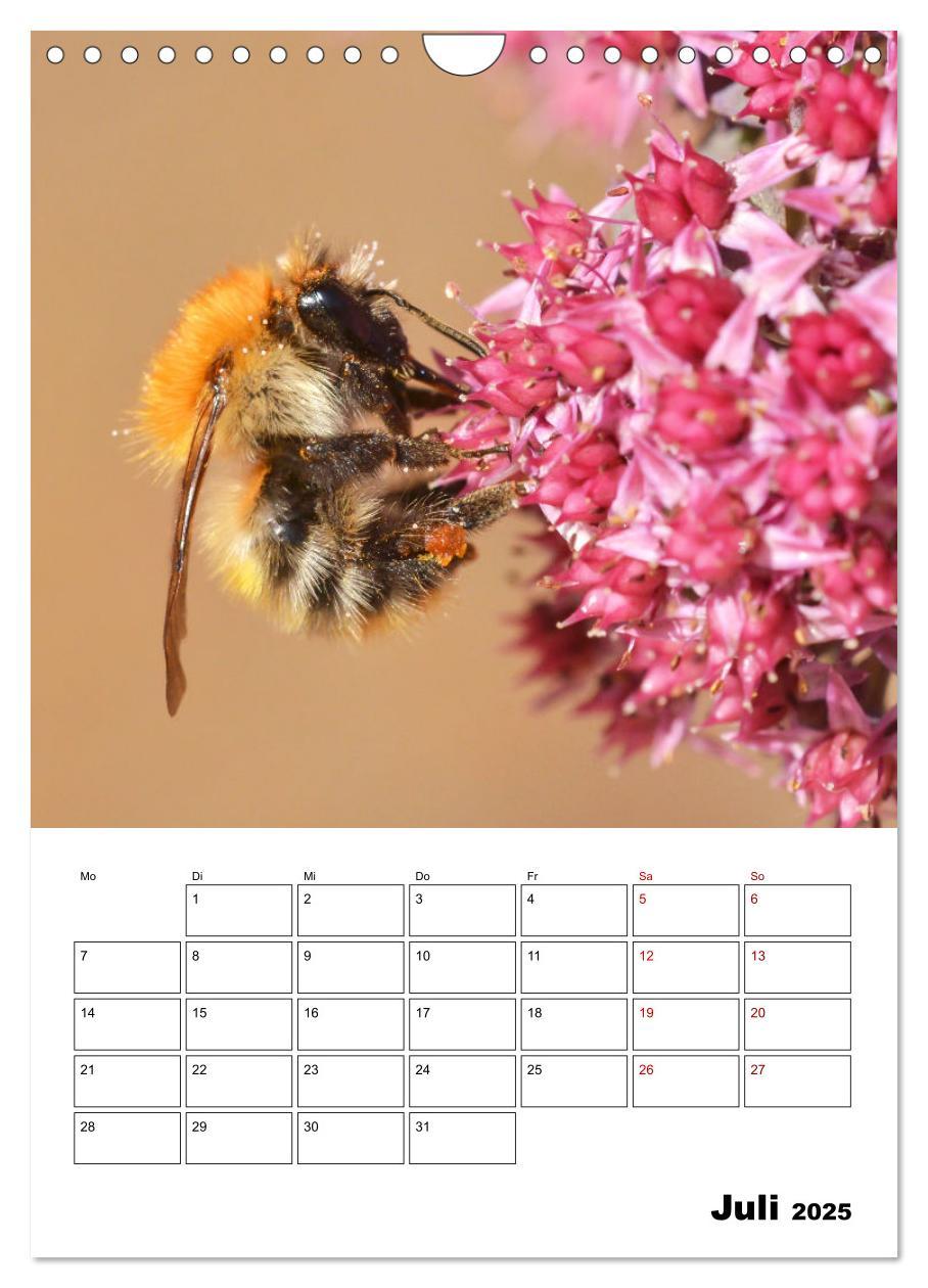 Bild: 9783435879731 | Hummeln und Bienen Terminplaner (Wandkalender 2025 DIN A4 hoch),...