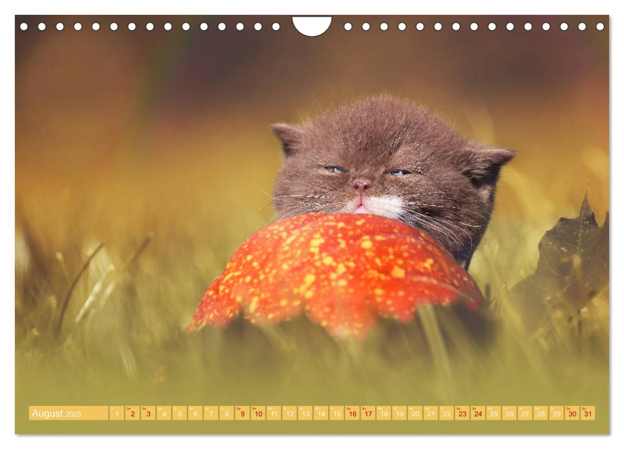 Bild: 9783435341788 | Katzenkinder - Britisch Kurzhaar (Wandkalender 2025 DIN A4 quer),...