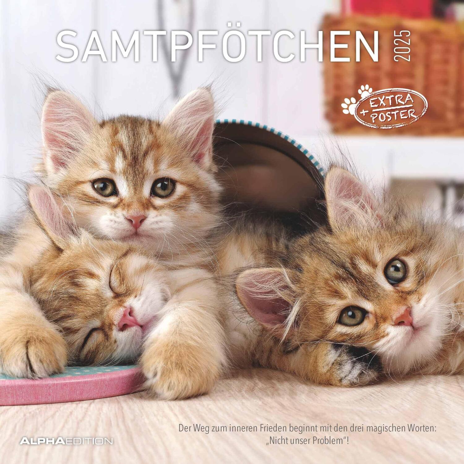 Cover: 4251732340698 | Samtpfötchen 2025 - Broschürenkalender 30x30 cm (30x60 geöffnet) -...