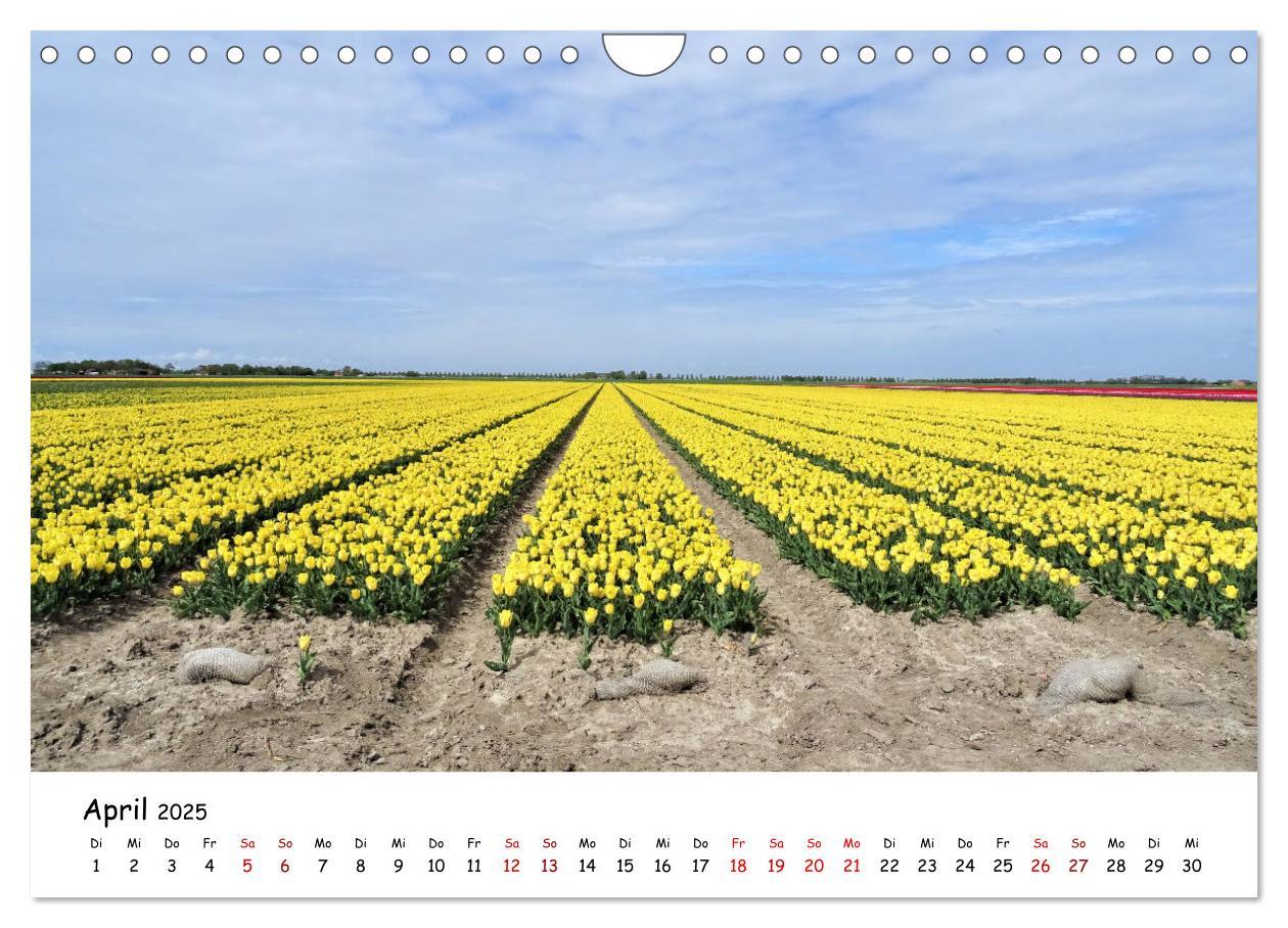 Bild: 9783435261840 | Tulpenblüte in Flevoland 2025 (Wandkalender 2025 DIN A4 quer),...