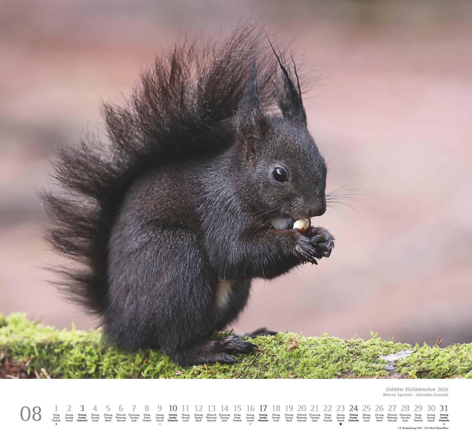 Bild: 4250809652696 | Geliebte Eichhörnchen 2025 - DUMONT Wandkalender - mit den...