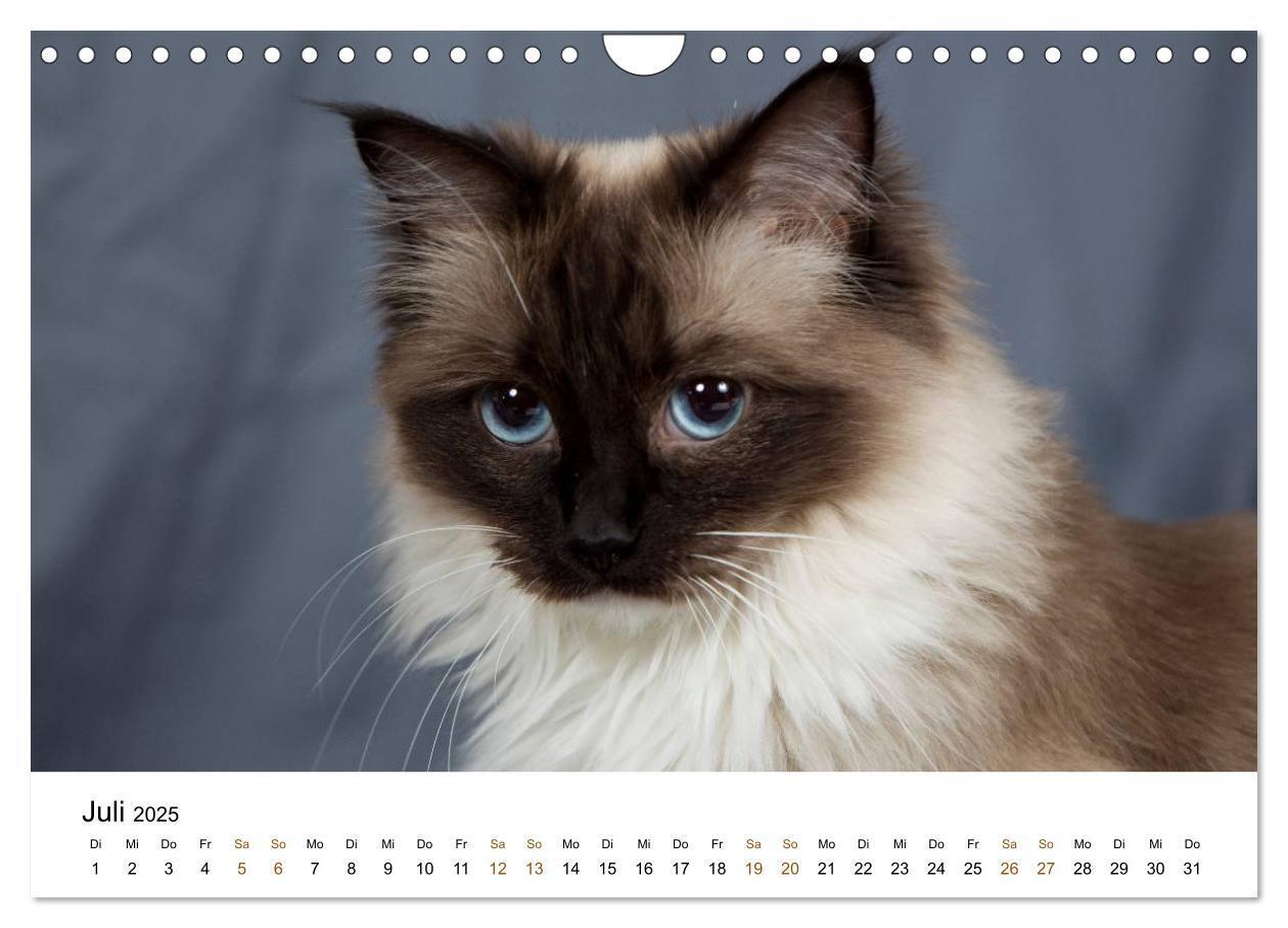 Bild: 9783435754328 | Ragdolls (Wandkalender 2025 DIN A4 quer), CALVENDO Monatskalender